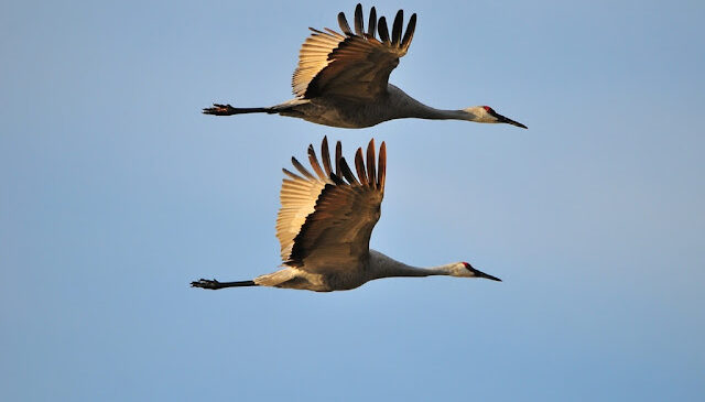 Акция «День Белых Журавлей»